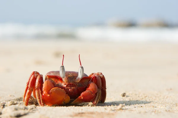 The big red crab sitting on the sand