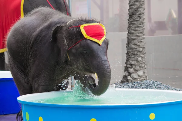 Elephant to play in the water.
