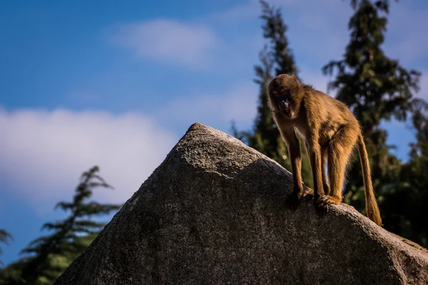 Japanese Maqacue Monkey Standing on Rock Looking Down Amazed Expression
