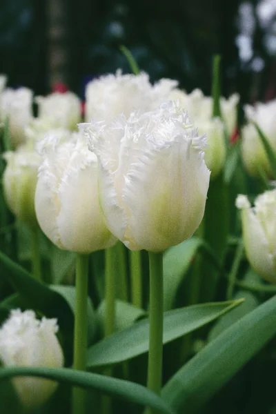 White Flowers Tulips In Spring Garden Flower Bed
