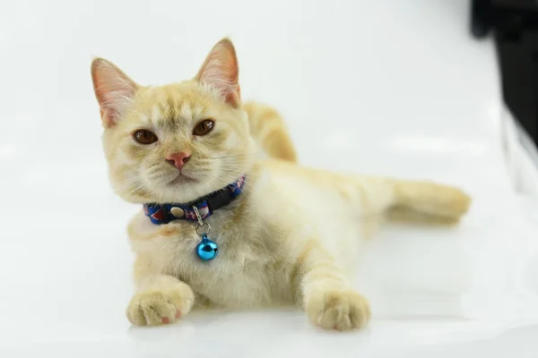 Striped adult cat wearing a collar on a white background