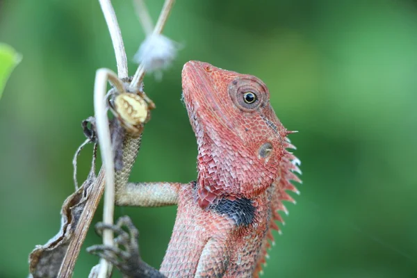 Closeup side view of Oriental garden lizard
