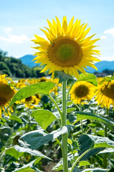 Sunflower field in summer, Italy Umbria