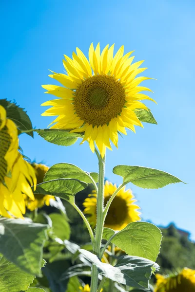 Sunflower field in summer, Italy Umbria