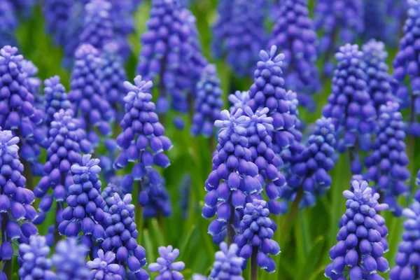 Selective focus was used on this close-up image of these bright purple Grape Hyacinths that are in full bloom on a bright sunny spring day.