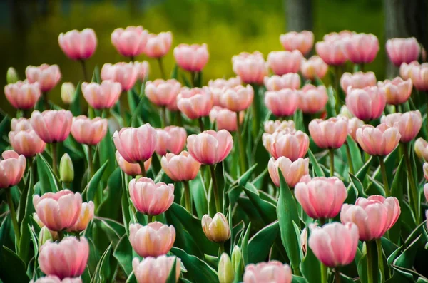 Pink Diamond tulips in the garden