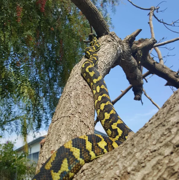 Yellow snake on Old dead tree in forest