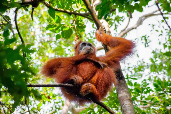 A Sumatran Orangutan sitting on top of a tree