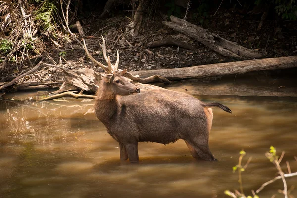 Capture deer in Thailand national park