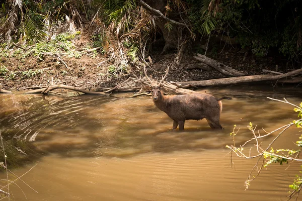 Capture deer in Thailand national park