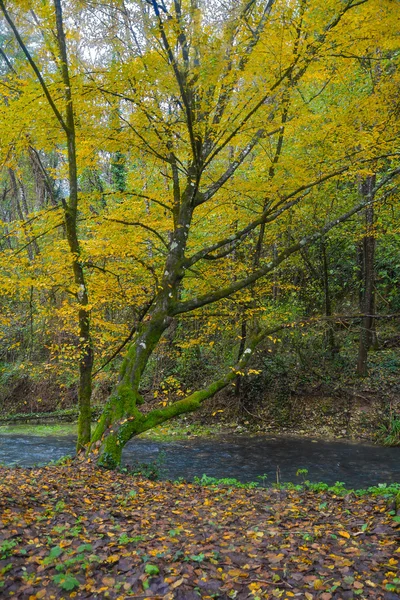 Autumn in the forest - Sabina (Italy)