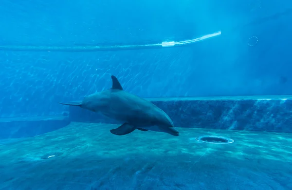 GENOVA, ITALY - 11 SEPTEMBER 2016 - A visit in the famous Aquarium of Genoa