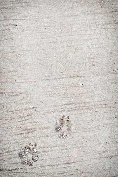 Dog foot print.