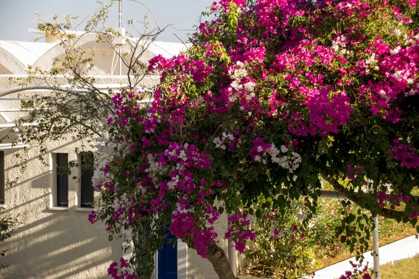 Crete, flowers, house