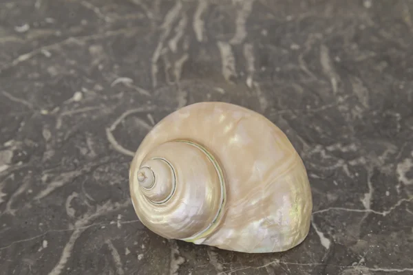 Very beautiful pearl shell close-up