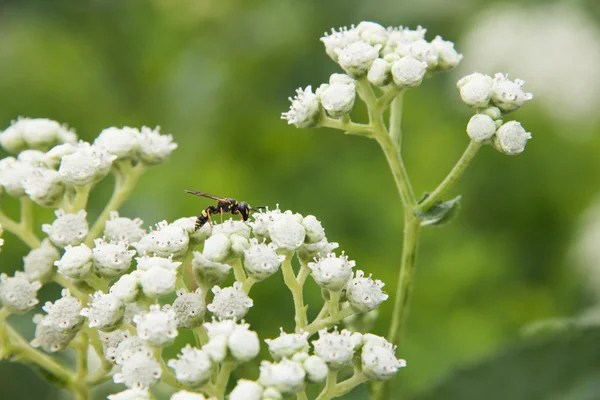 Close up of small budding plant with white flowers