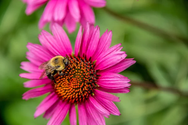 Bumble bee on an echinacea flower