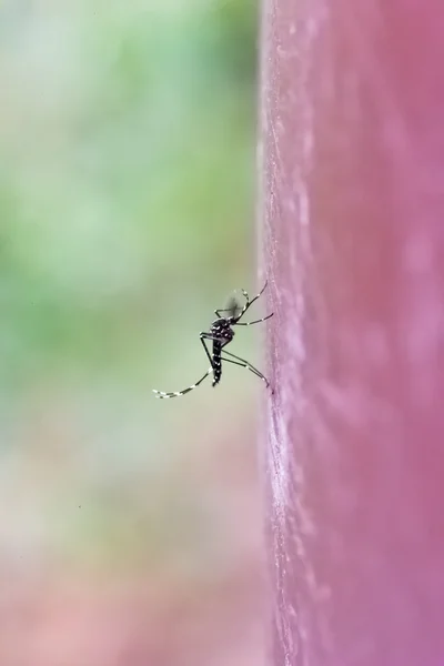 Macro shot of Asian Tiger Mosquito perched on rain barrel