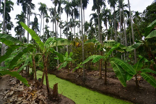 Betel Nuts plantation & Banana plantation