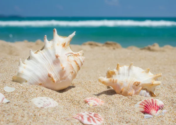 Seashells on the sand, sea and blue sky.