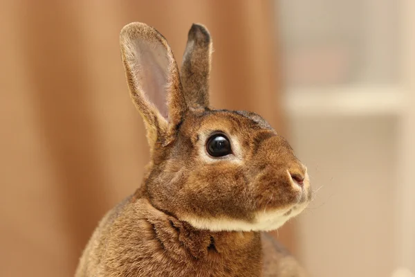 Brown dwarf rabbit