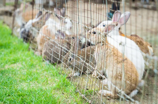 Bunny and rabbits locked up in wire fence.