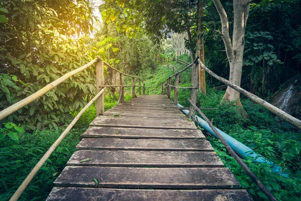 Hiking Tropical Forest Woden Bridge