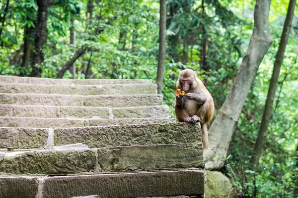 Monkey with candy wrappers in the natural forest of China