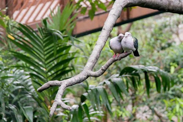 Pair of Green Imperial Pigeons on a branch in tropical park