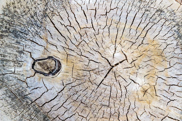 Texture of old wood. Cross section of the old tree