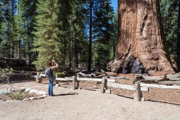 Woman takes a picture of  giant sequoia tree, Sequoia National Forest