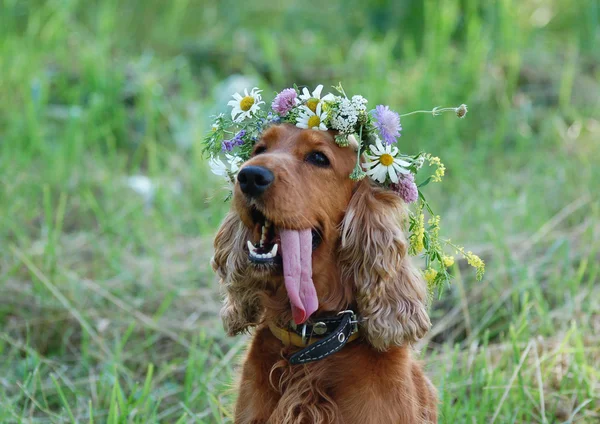 Dog in flower wreath