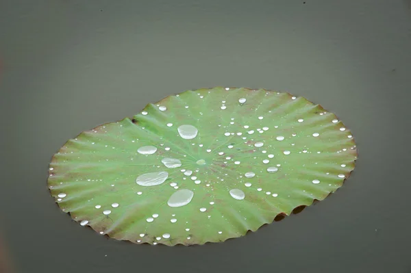 Water  drop  on  louts  leafs.