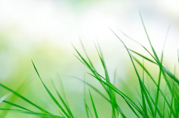 Natural background of green grass blades close up.
