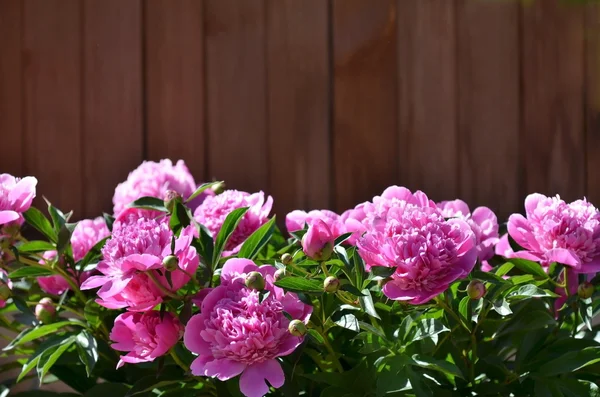 Beautiful of Pink Peony Flowers in the Garden.