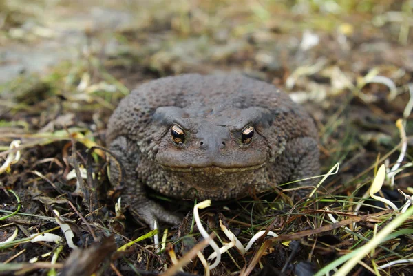 Toad sitting on the ground