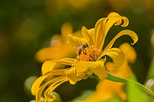 Bee in flower bee amazing,honeybee pollinated of yellow flower in sunny day