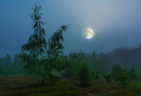 The moon rose over the forest