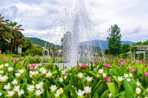 Fountain in the Siam-Tulip flower garden in Chiang Mai, Rajapruk