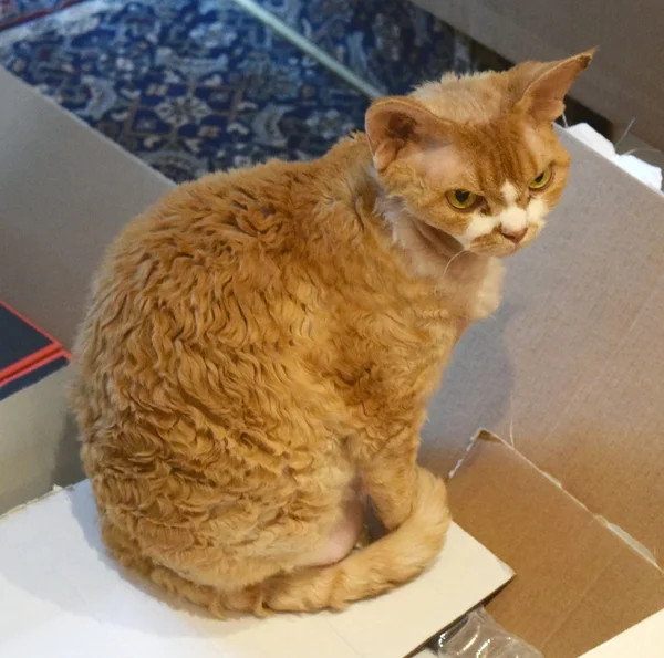 Devon Rex cat sitting on a box