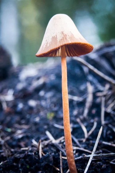 Poison isolated mushroom