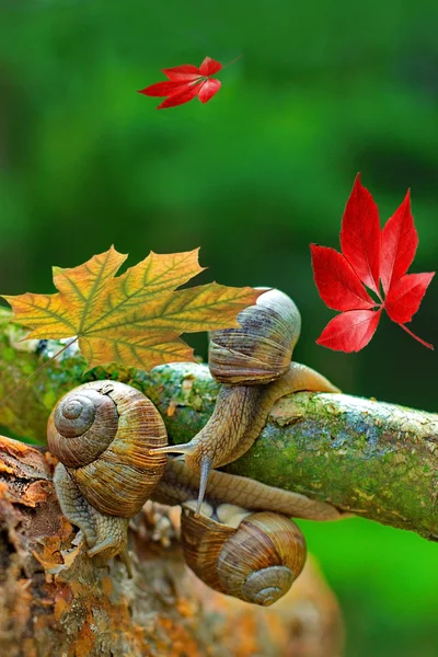 Autumn joyful meeting snails