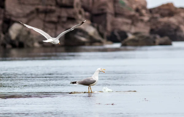 Active sea gulls seagulls over blue sea ocean birds