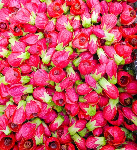 Red bell flowers (Abutilon x hybrida)