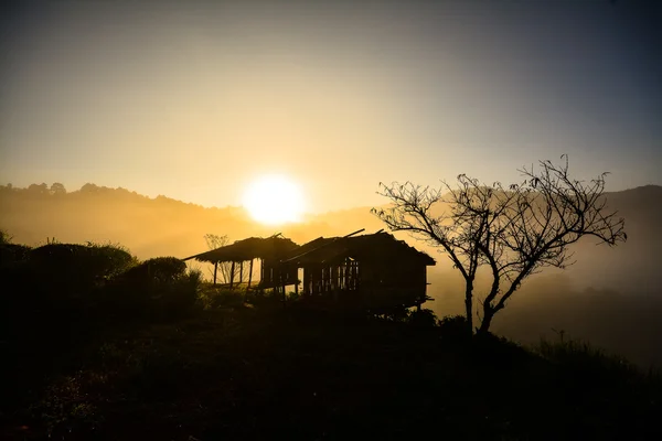 Morning sunrise of organic tea plantation.