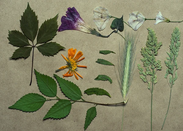 Pressed flowers on paper