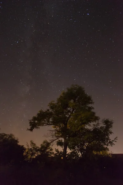 Tree under the stars in lake Balaton