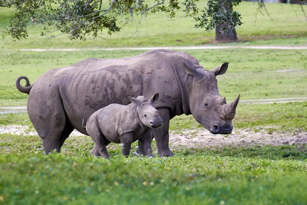 Rhino mother and calf in the park