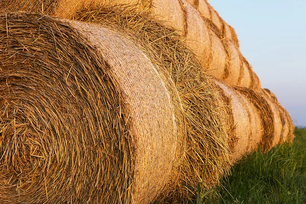 Bales of Hay Rolled Into Stacks. Rolls of Wheat in the Grass. Bales of straw. Selective Focus.