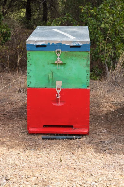 Colorful Honey Beehive in the Meadow Close Up. Red, Green and Blue Painted Wooden Bee Hive Next to a Pine Forest in Summer.